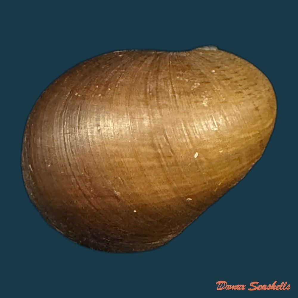 neritona-melanesica-riech-1935-35-4mm-copia