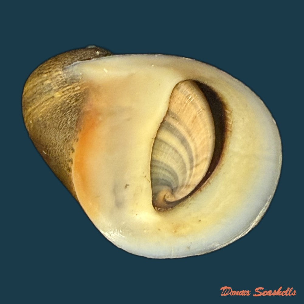 neritona-melanesica-riech-1935-35-4mm-copia
