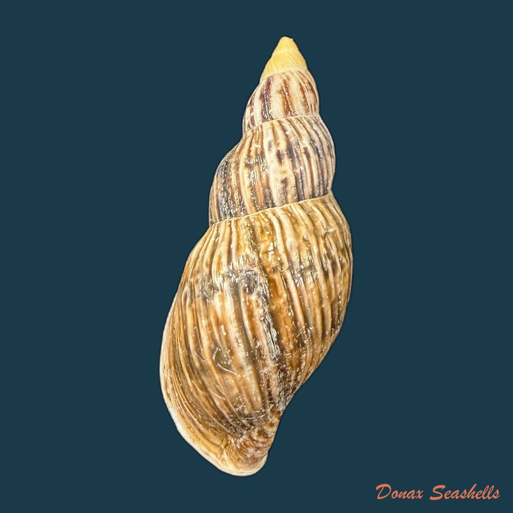 newboldius-crichtoni-broderip-1836-56-8mm-copia