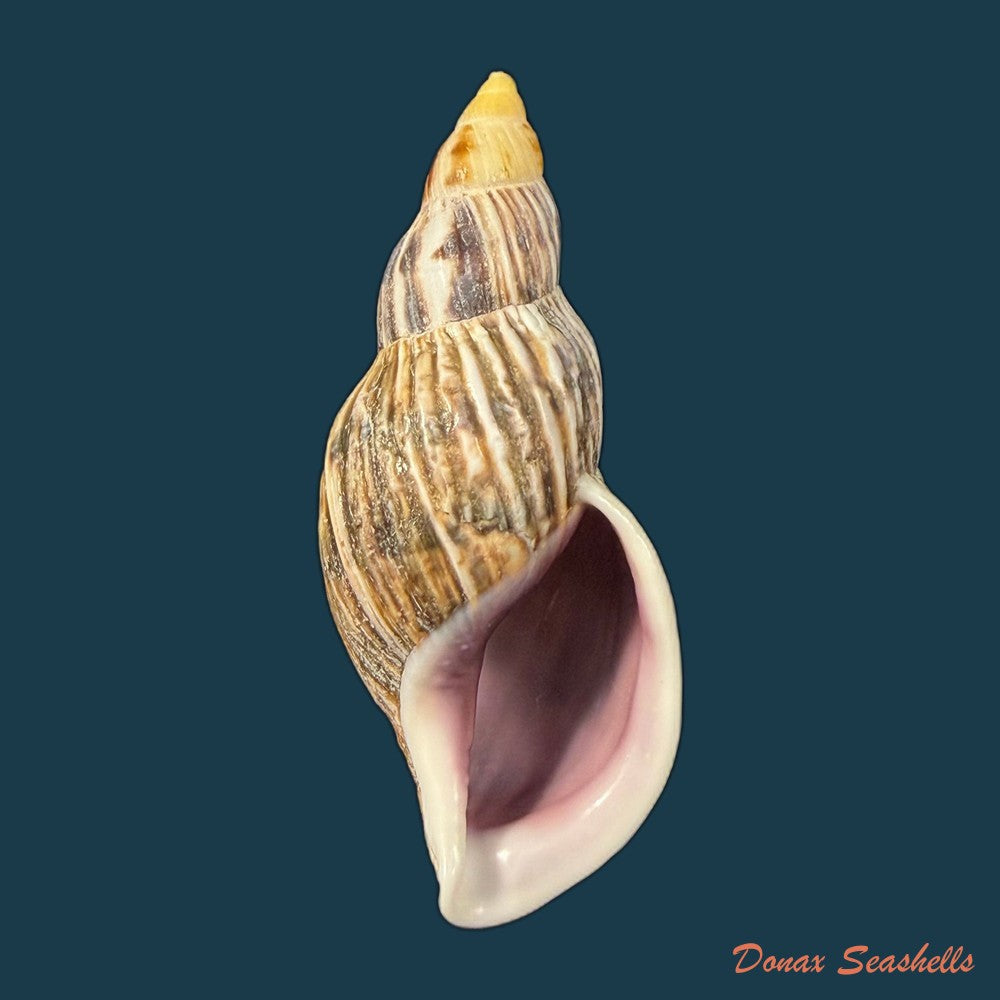 newboldius-crichtoni-broderip-1836-56-8mm-copia