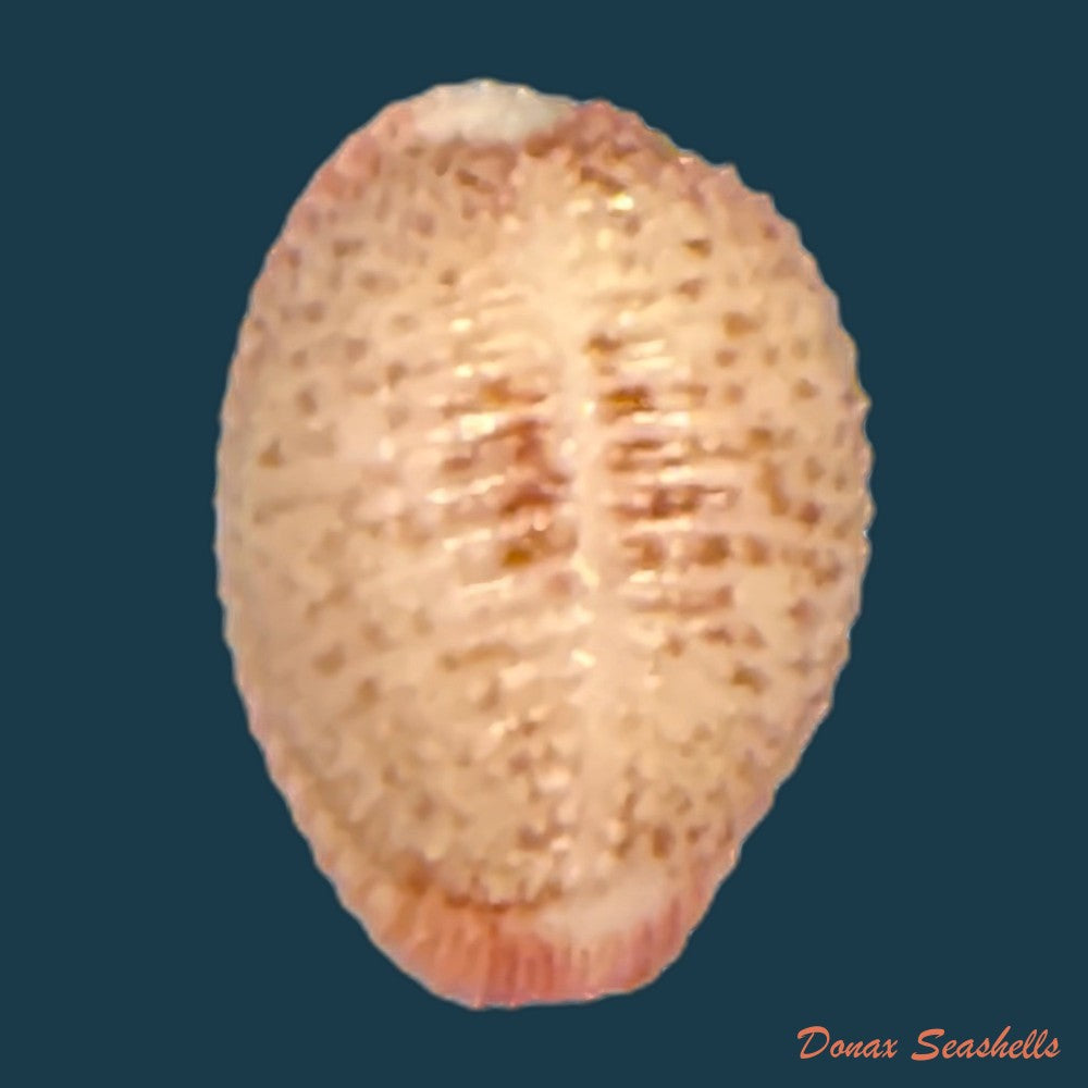 niveria-suffusa-j-e-gray-1827-9-3mm-copia