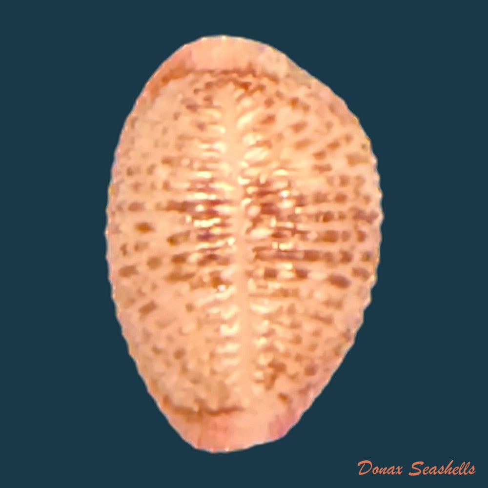 niveria-suffusa-j-e-gray-1827-9-6mm-copia-1