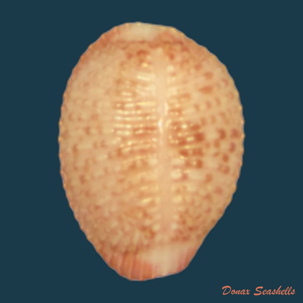 niveria-suffusa-j-e-gray-1827-9-6mm-copia