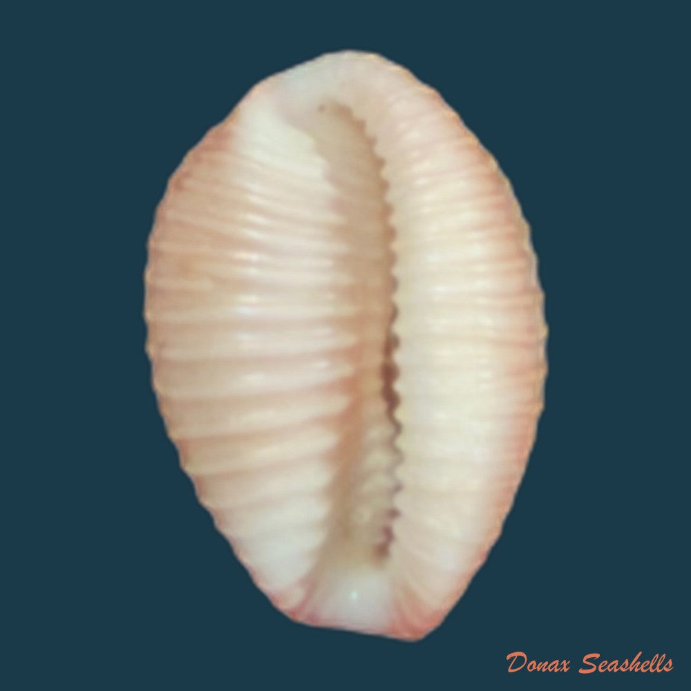 niveria-suffusa-j-e-gray-1827-9-6mm-copia