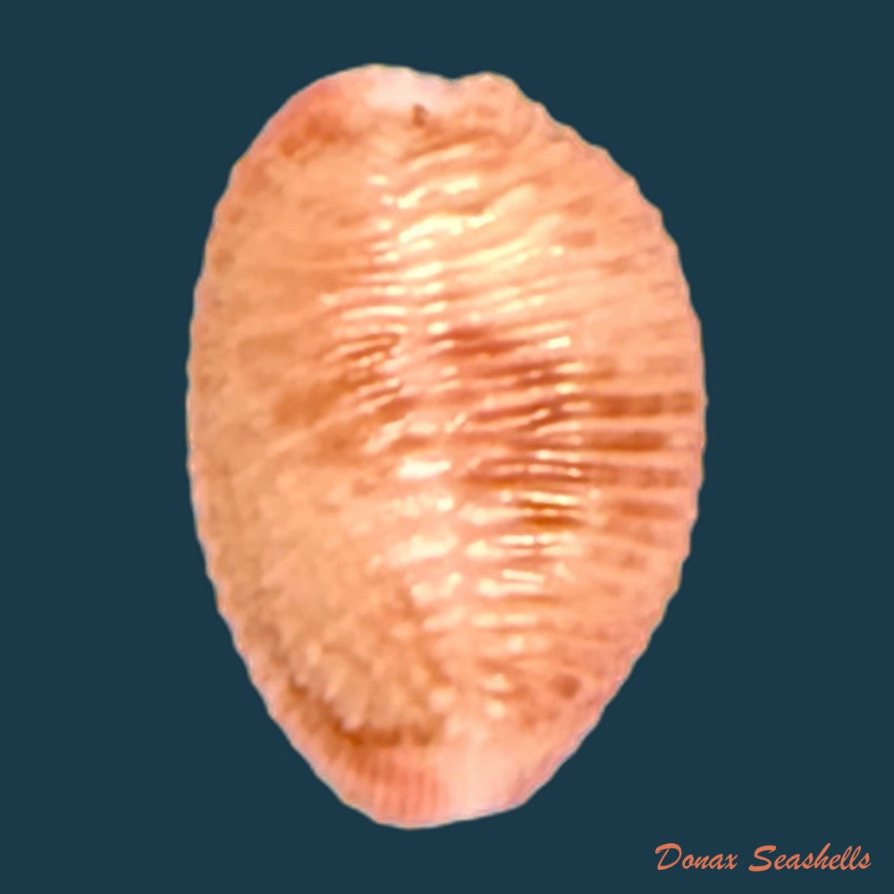 niveria-suffusa-j-e-gray-1827-9-7mm-copia