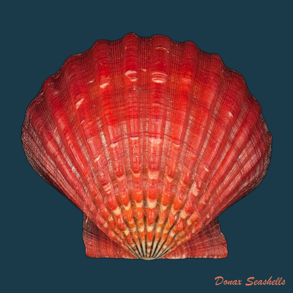 nodipecten-magnificus-g-b-sowerby-i-1835-175-8-x-181-1mm-copia