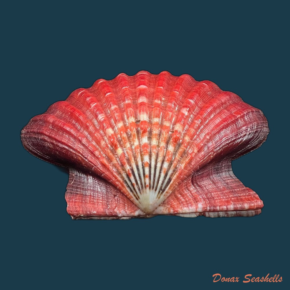 nodipecten-magnificus-g-b-sowerby-i-1835-175-8-x-181-1mm-copia
