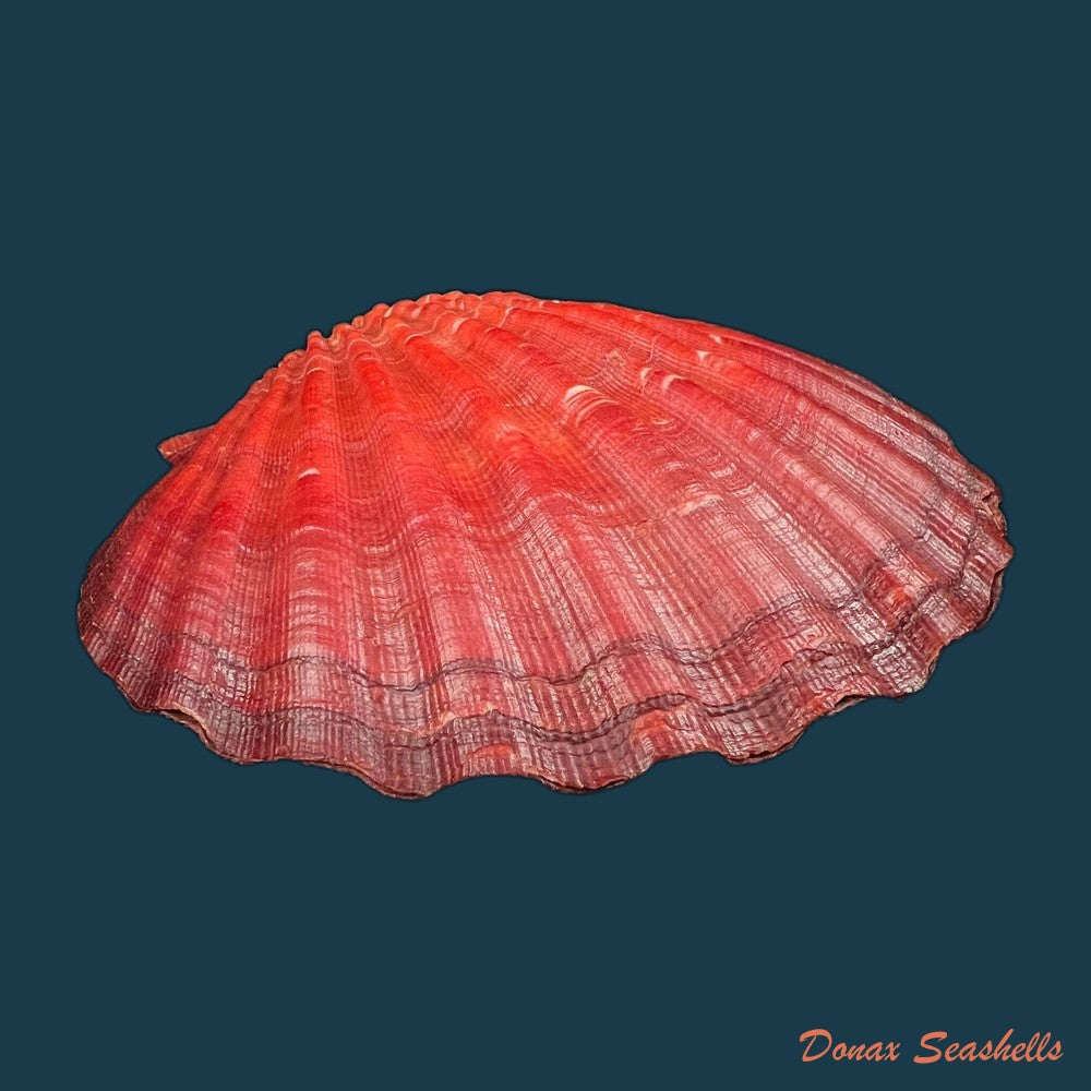 nodipecten-magnificus-g-b-sowerby-i-1835-175-8-x-181-1mm-copia