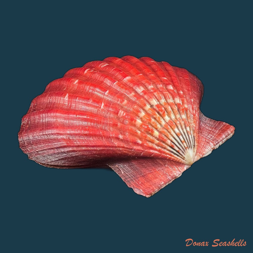 nodipecten-magnificus-g-b-sowerby-i-1835-175-8-x-181-1mm-copia