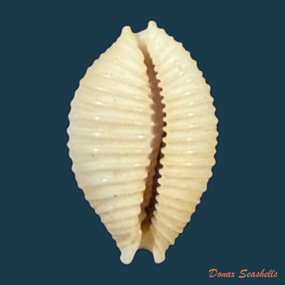 nucleolaria-nucleus-linnaeus-1758-15-9mm-copia