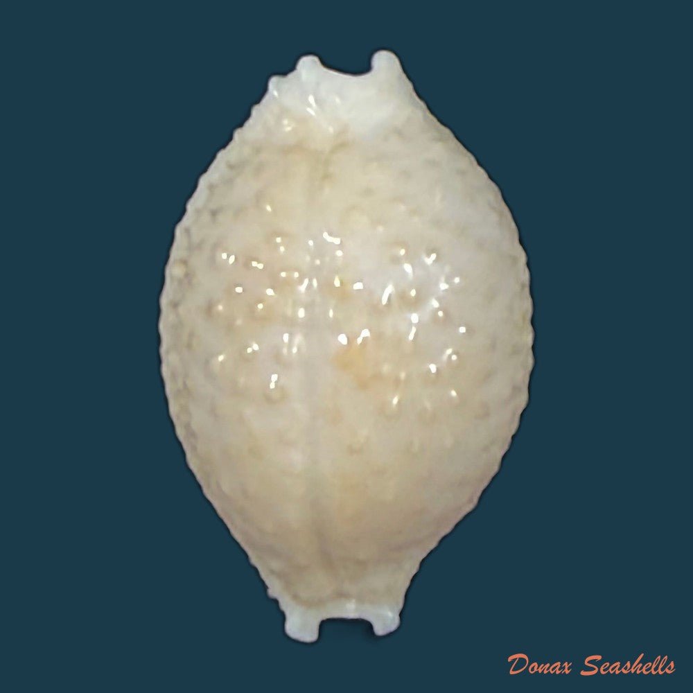 nucleolaria-nucleus-linnaeus-1758-copia