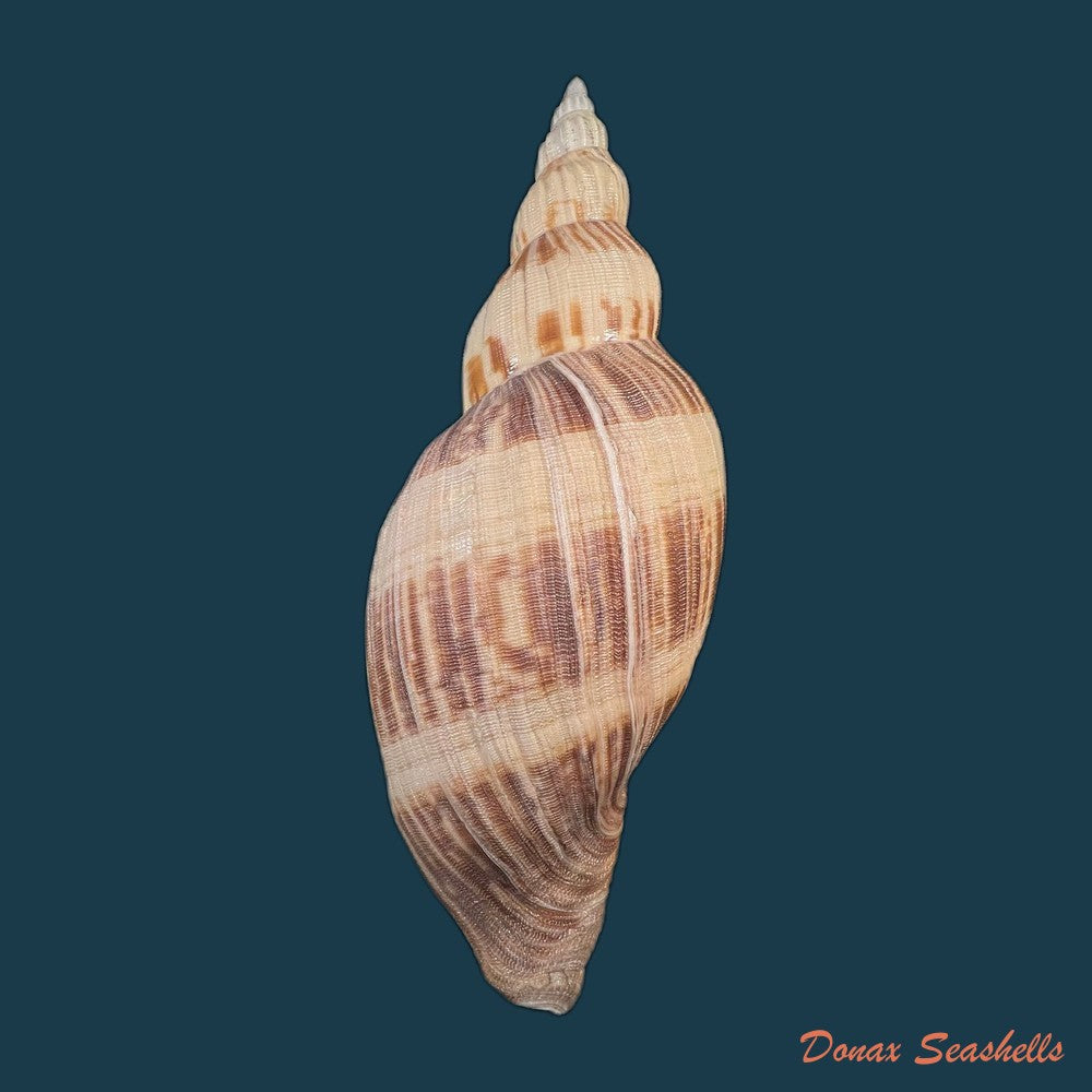 odontocymbiola-simulatrix-leal-bouchet-1989-142-9mm-copia