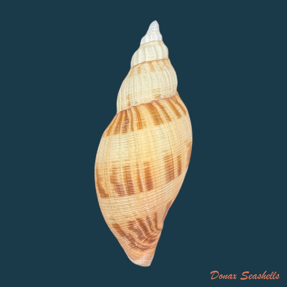 odontocymbiola-simulatrix-leal-bouchet-1989-181-4mm-copia