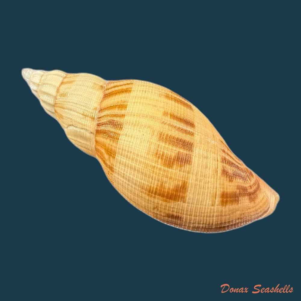odontocymbiola-simulatrix-leal-bouchet-1989-181-4mm-copia