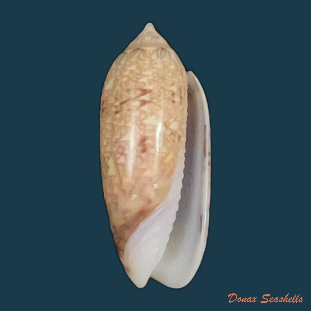 oliva-circinata-jorioi-petuch-2013-36-9mm-copia