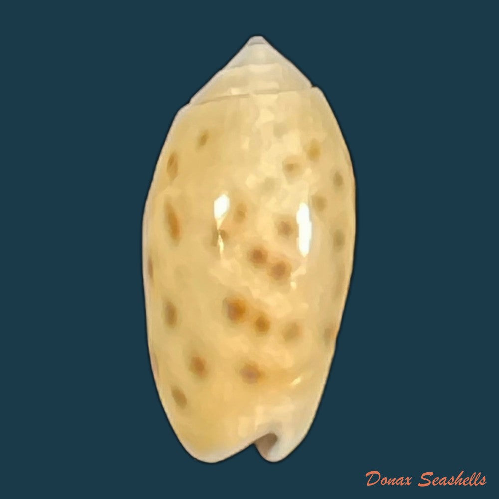 oliva-guttata-fischer-von-waldheim-1808-19-2mm-copia