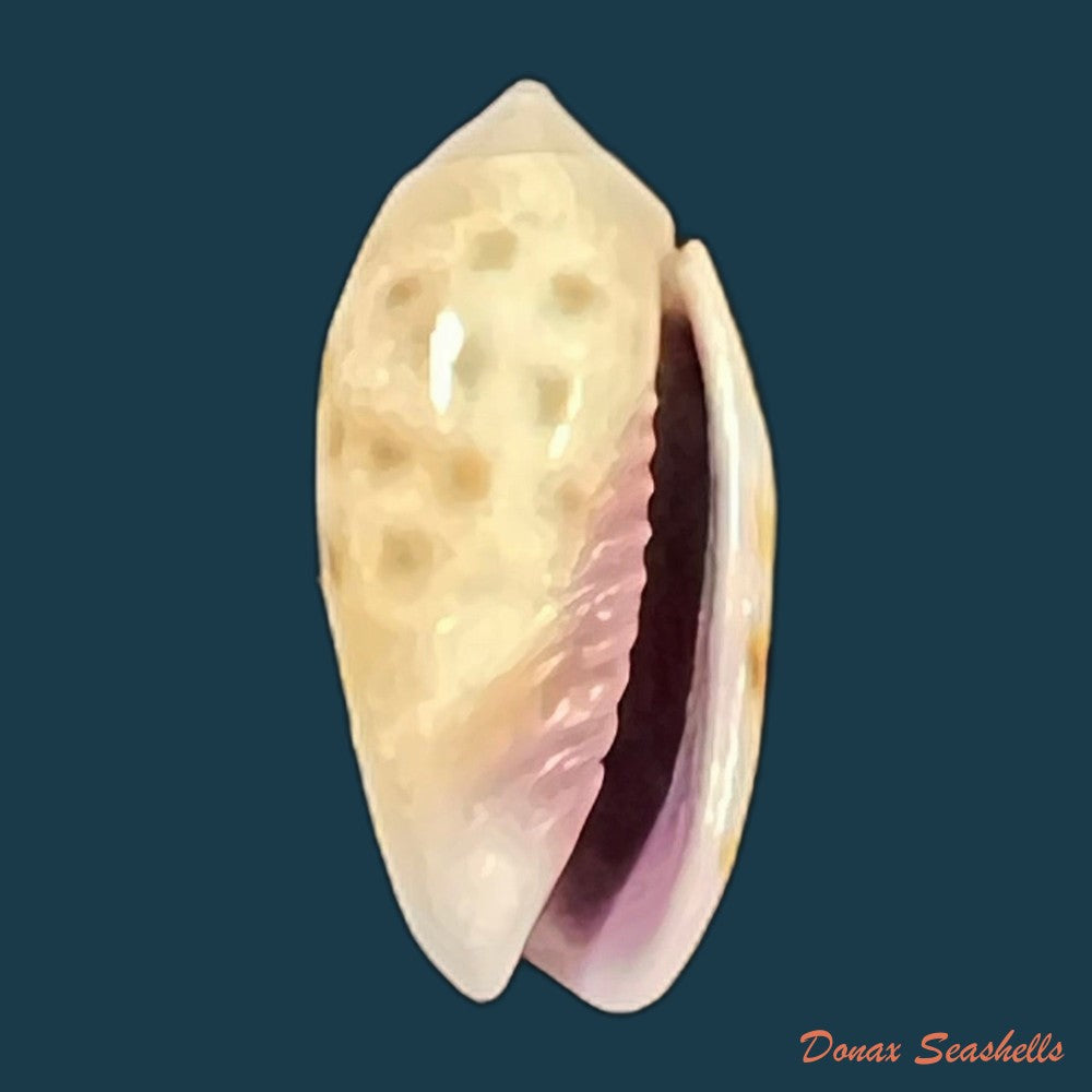 oliva-guttata-fischer-von-waldheim-1808-19-2mm-copia