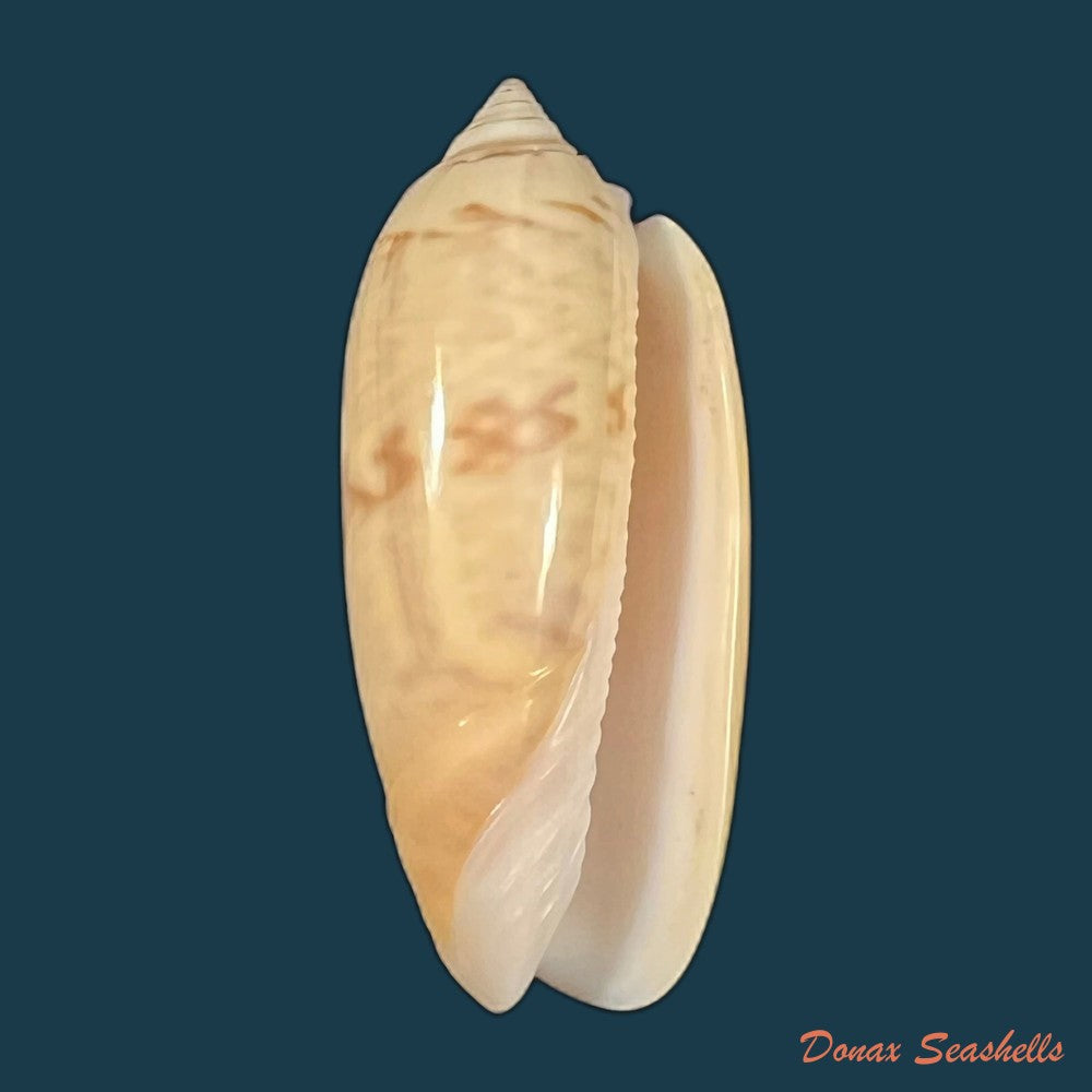 oliva-incrassata-lightfoot-1786-69-1mm-copia