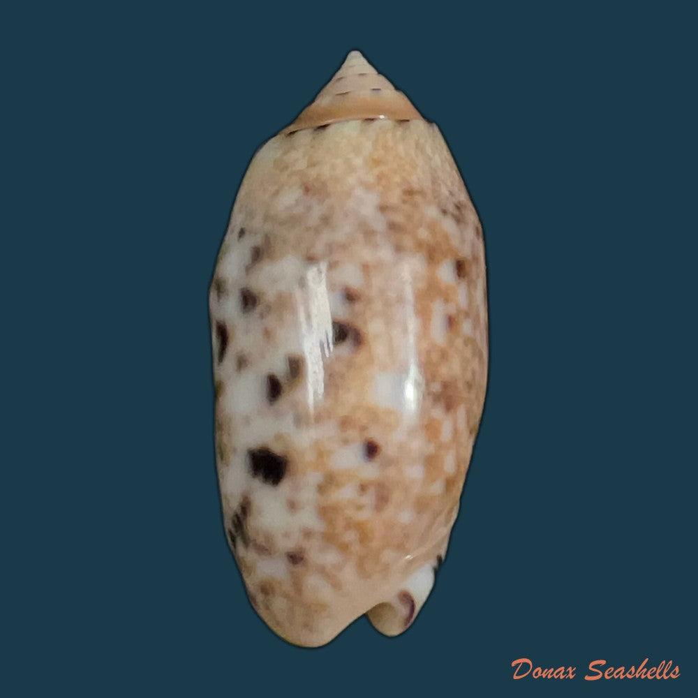 oliva-mantichora-duclos-1840-49-7mm-copia