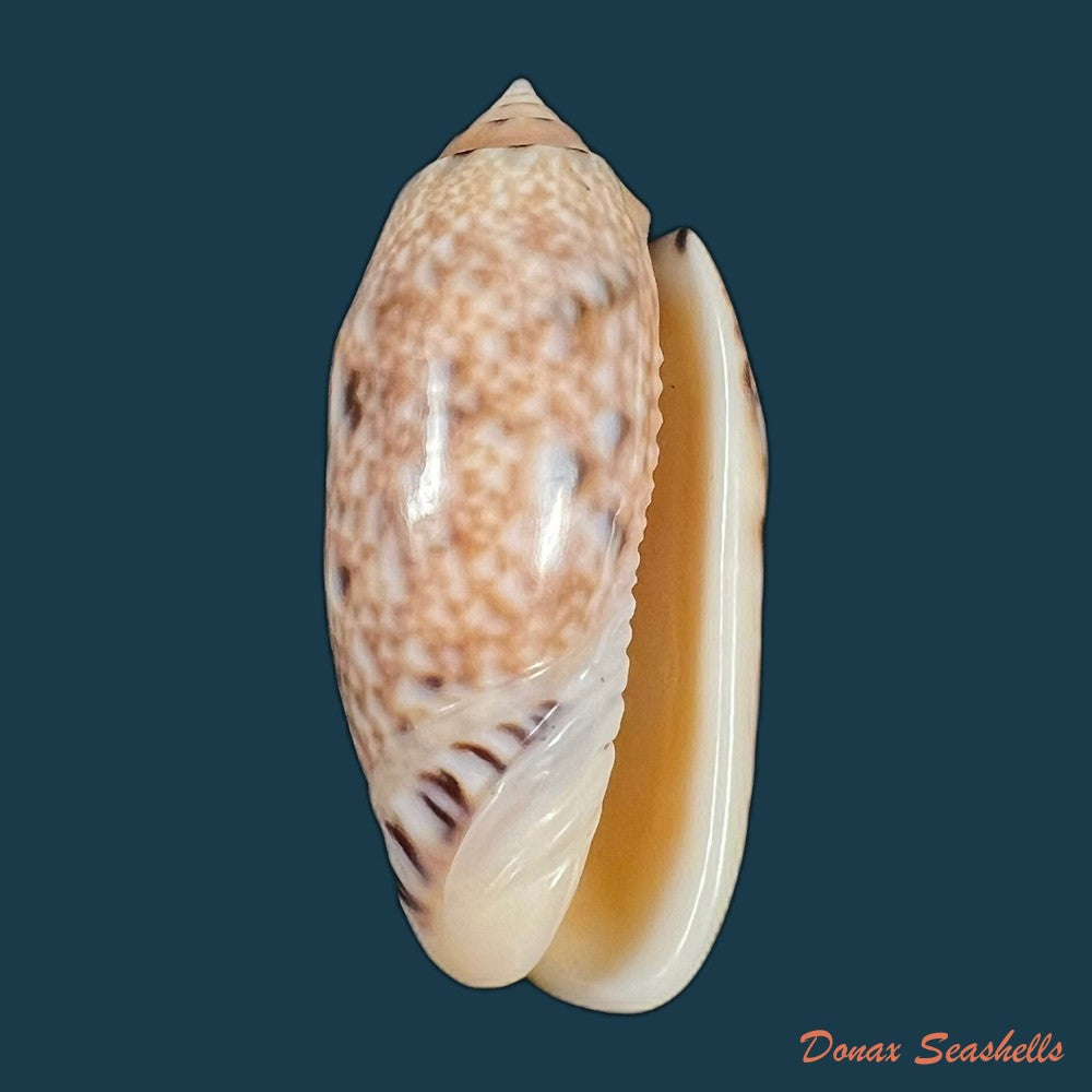 oliva-mantichora-duclos-1840-49-7mm-copia