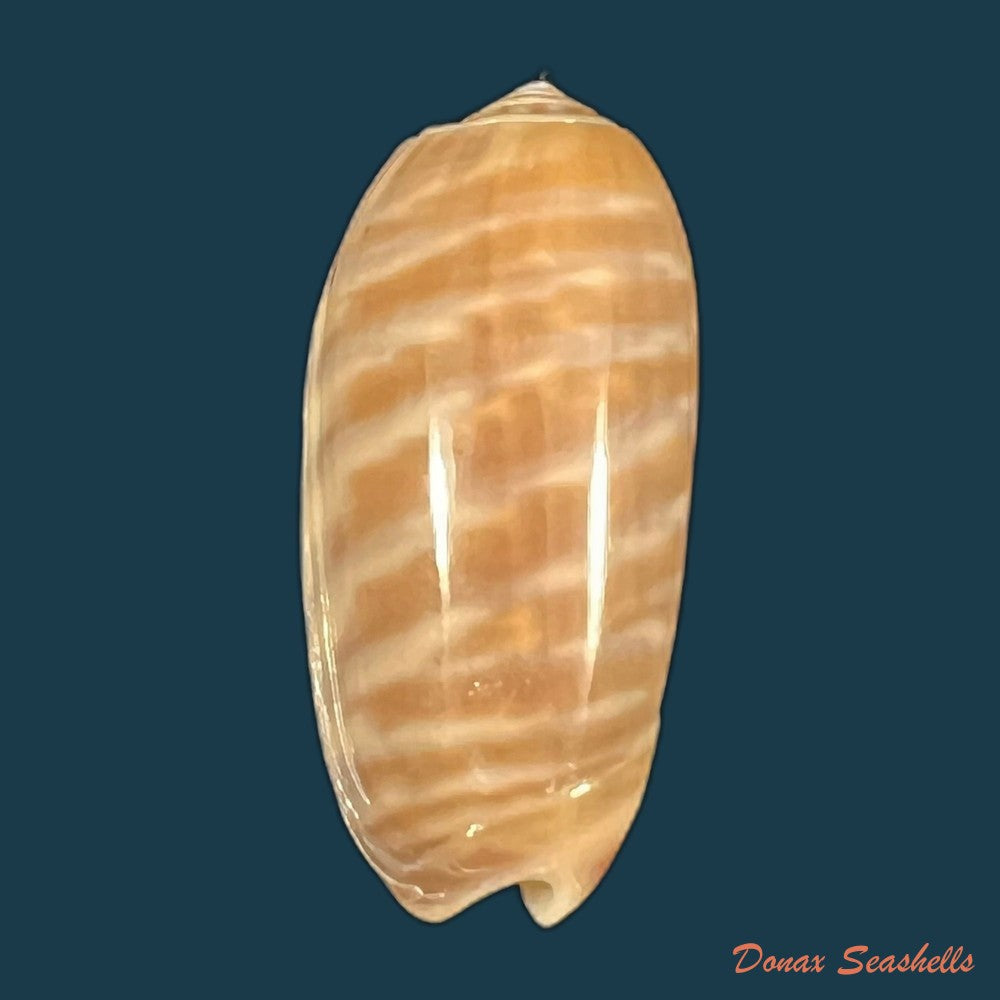 oliva-rufula-duclos-1840-31-6mm-copia