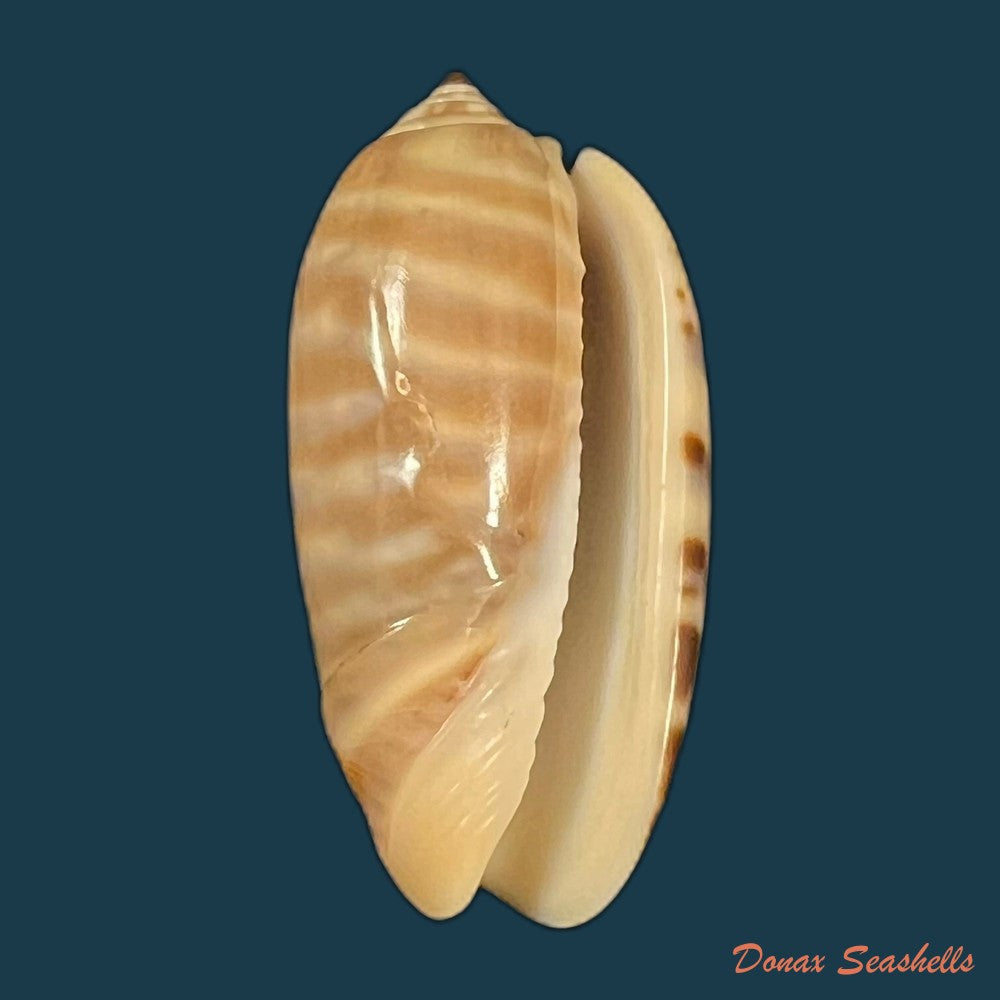 oliva-rufula-duclos-1840-31-8mm-copia