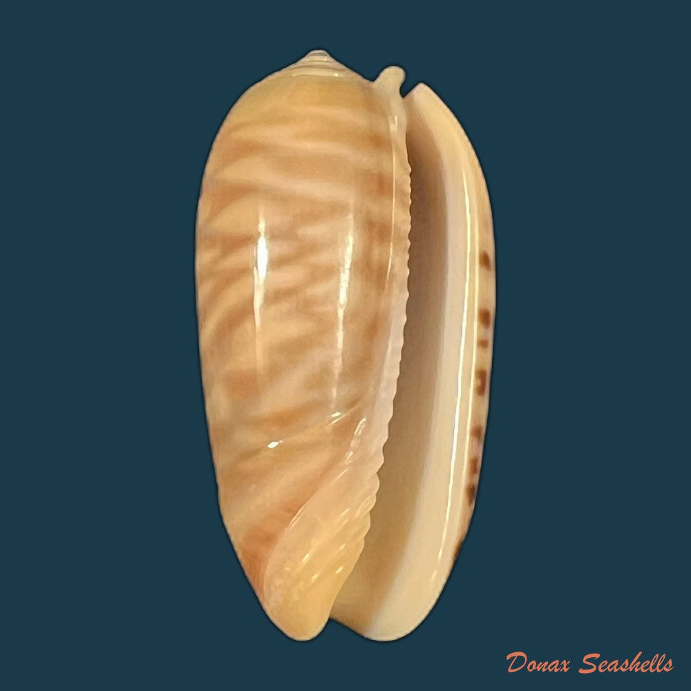 oliva-rufula-duclos-1840-32-4mm-copia