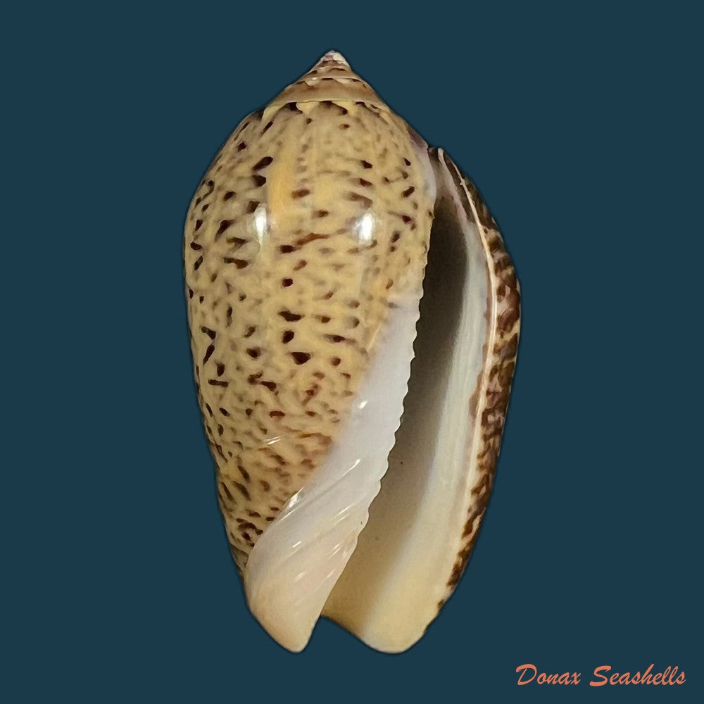 oliva-sayana-ravenel-1834-44-3mm-copia-1