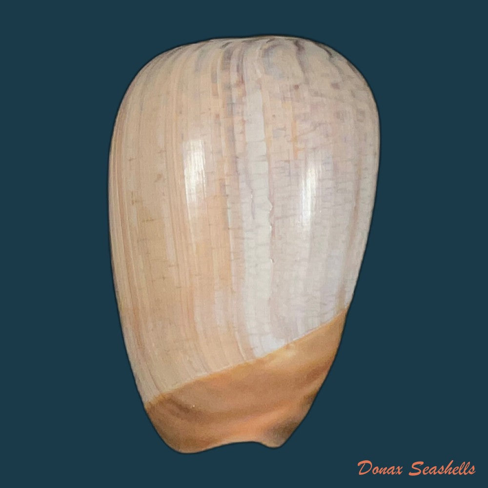 olivancillaria-urceus-roding-1798-50mm-copia