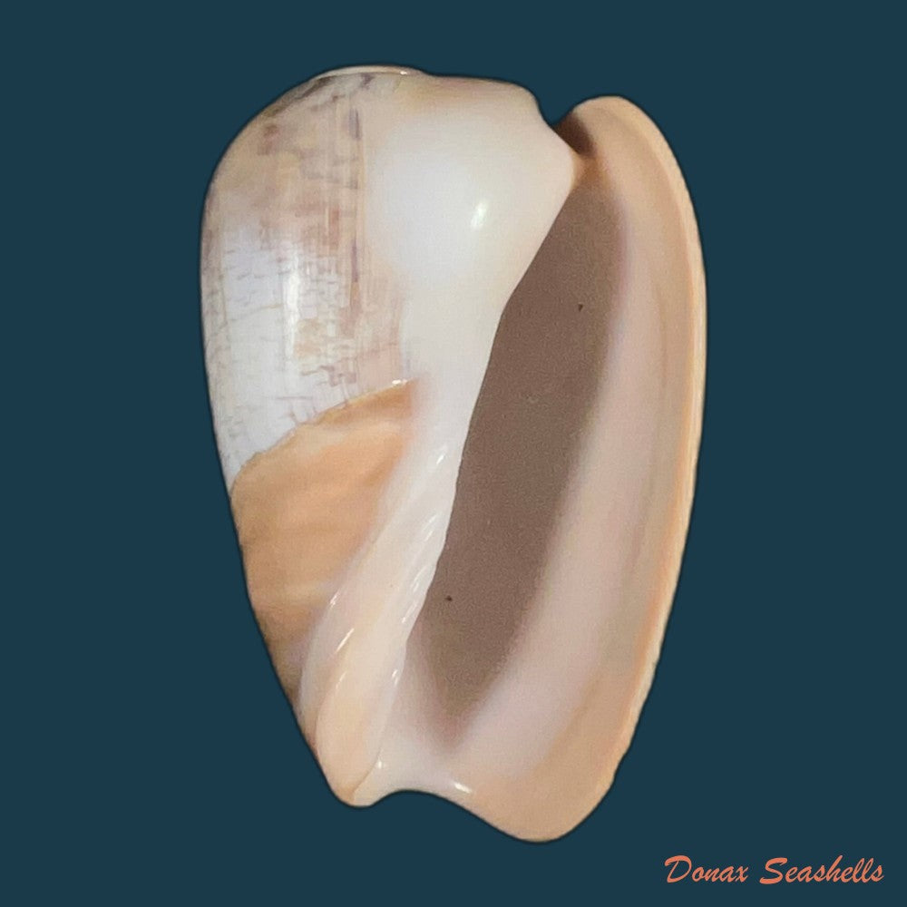 olivancillaria-urceus-roding-1798-50mm-copia