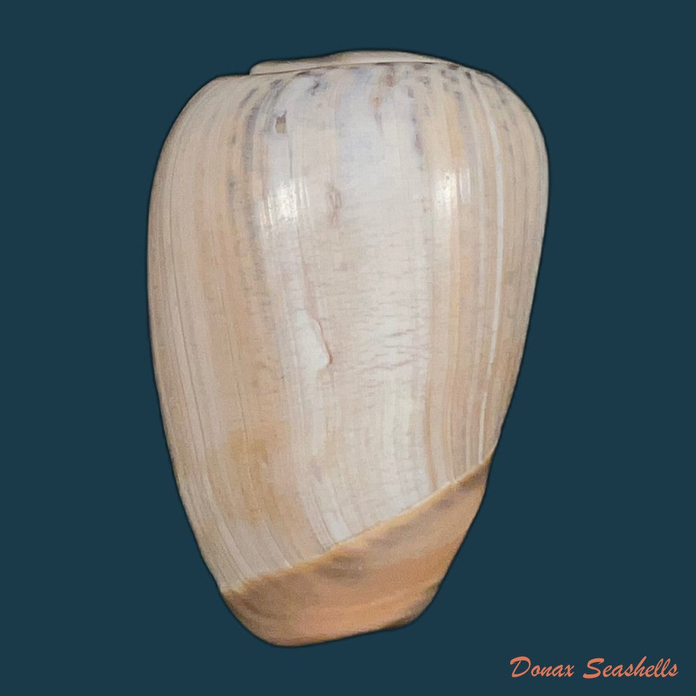 olivancillaria-urceus-roding-1798-51-9mm-copia