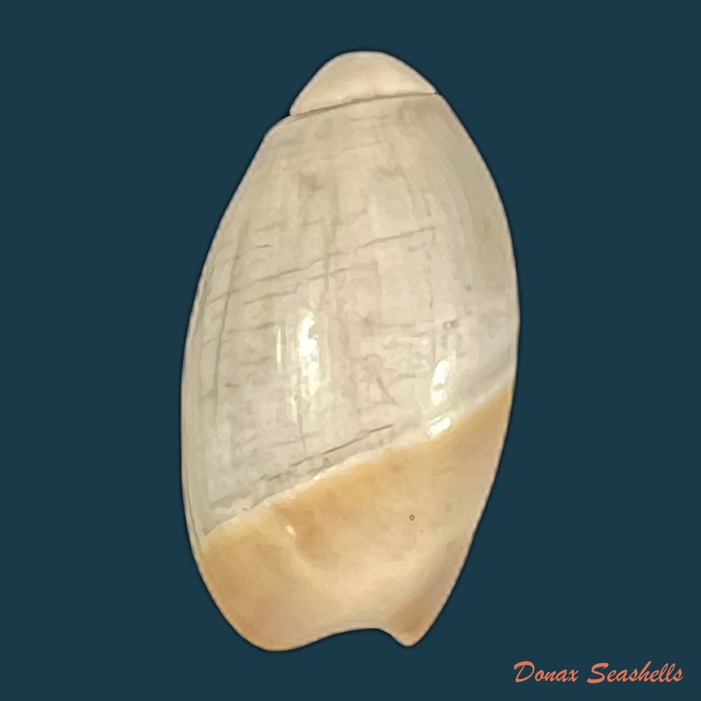 olivancillaria-vesica-gmelin-1791-26-5mm-copia