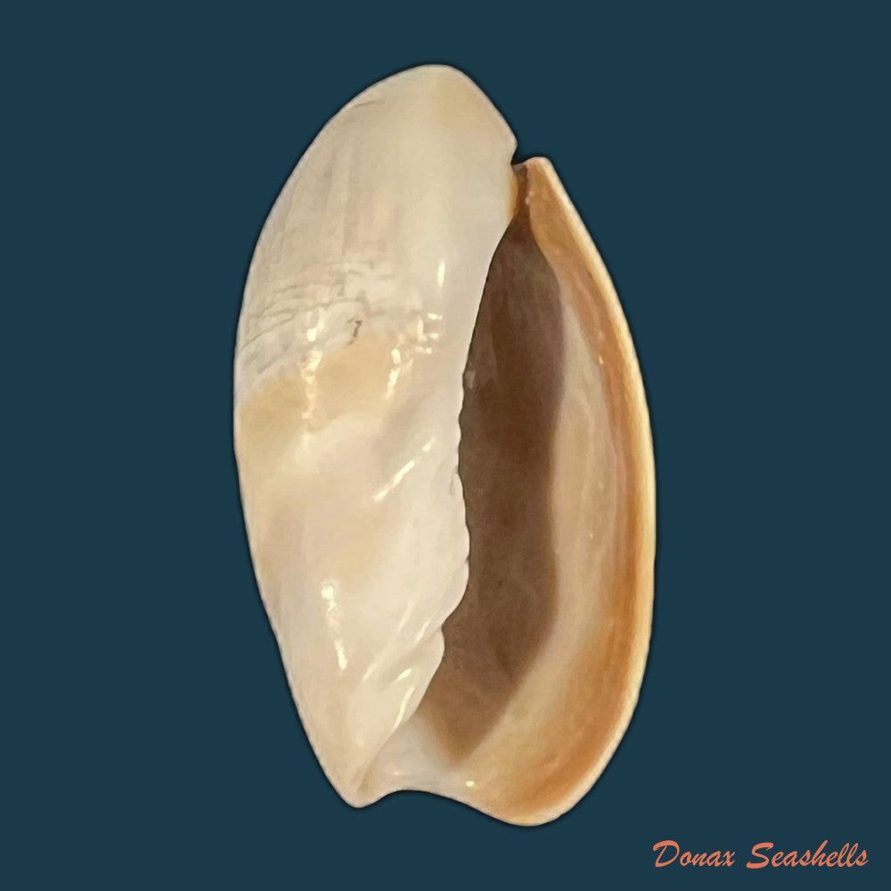olivancillaria-vesica-gmelin-1791-26-5mm-copia