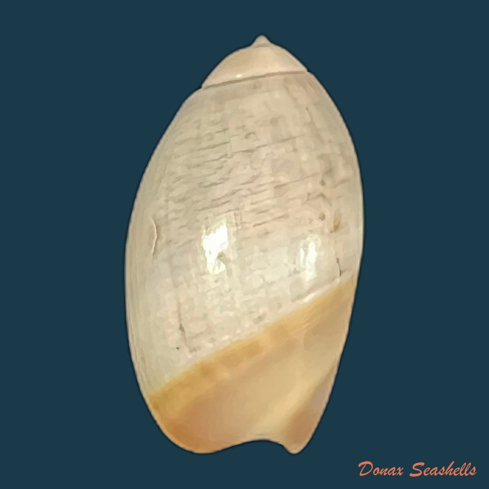 olivancillaria-vesica-gmelin-1791-26-8mm-copia