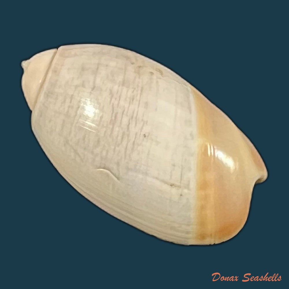 olivancillaria-vesica-gmelin-1791-26-8mm-copia