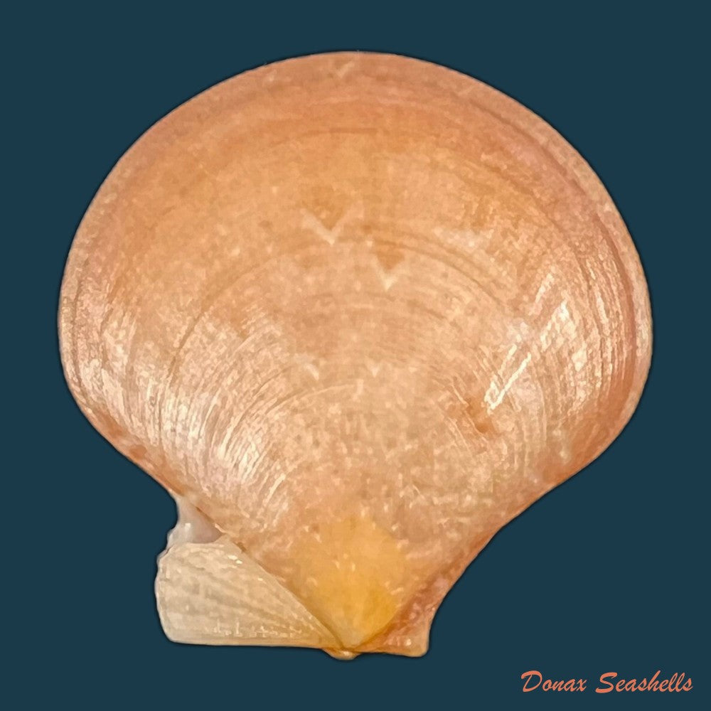 palliolum-tigerinum-o-f-muller-1776-24-6mm-copia