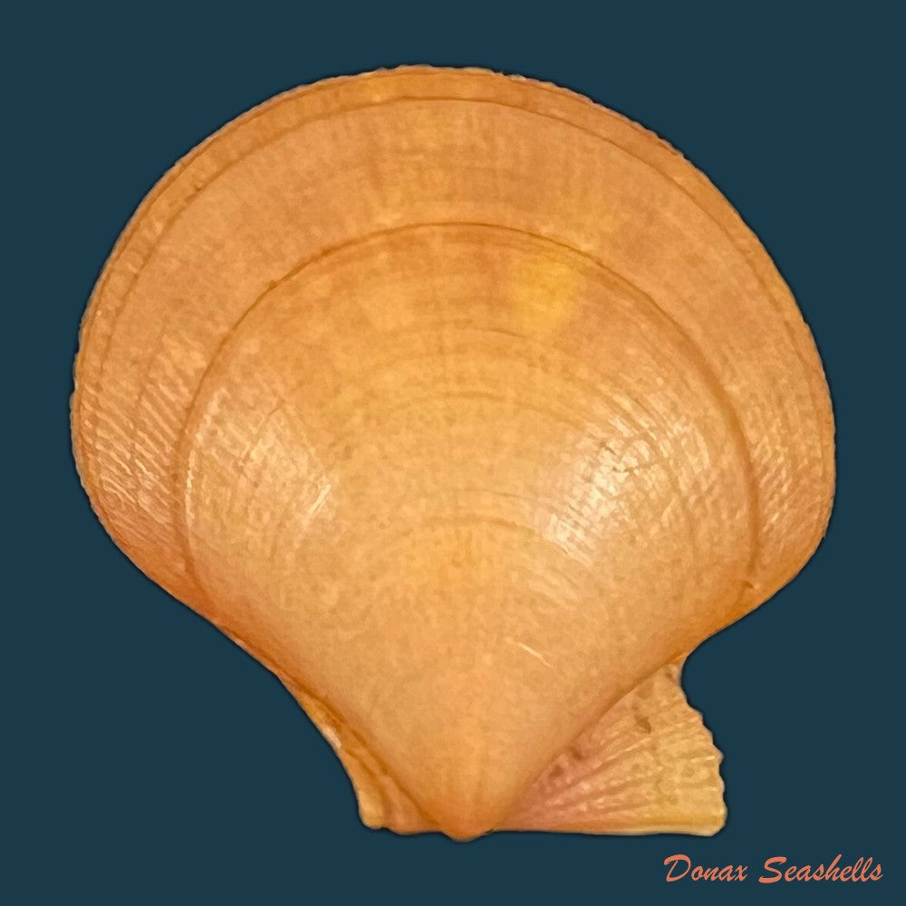 palliolum-tigerinum-o-f-muller-1776-25mm-copia
