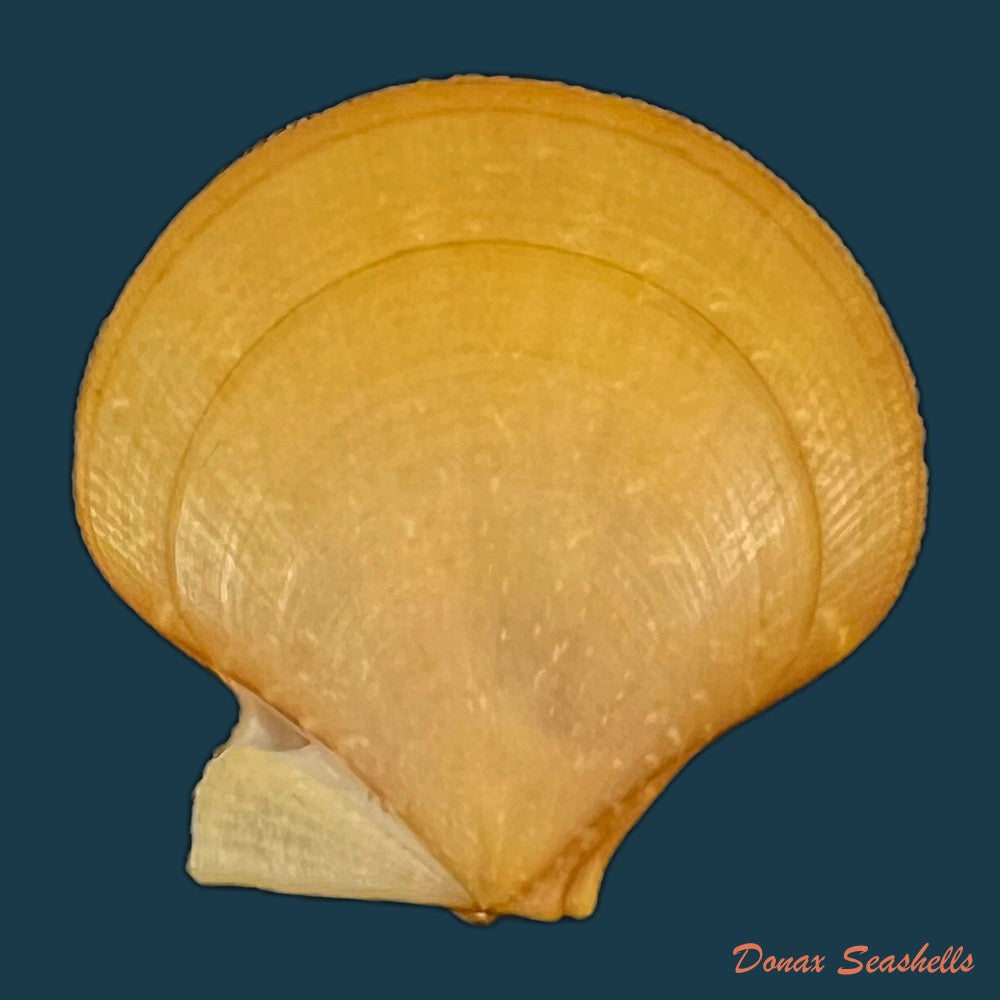 palliolum-tigerinum-o-f-muller-1776-25mm-copia