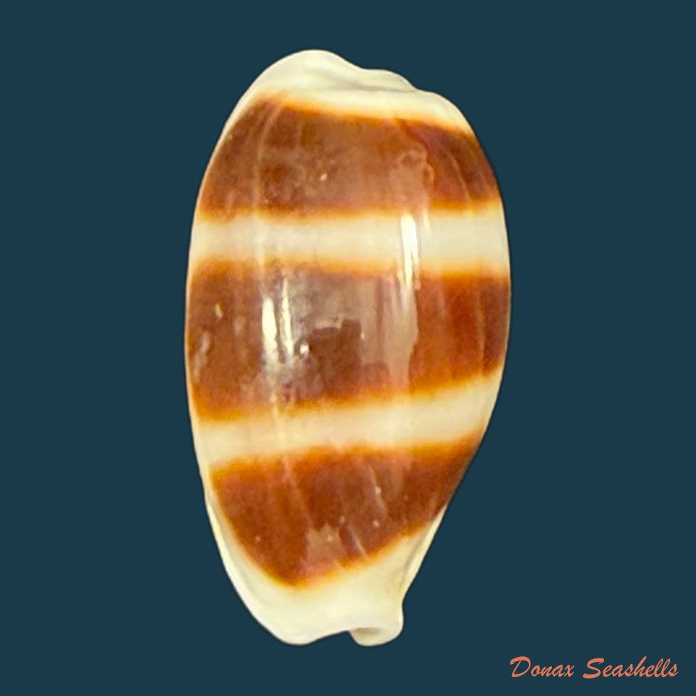 palmadusta-asellus-linnaeus-1758-15-1mm-copia-1