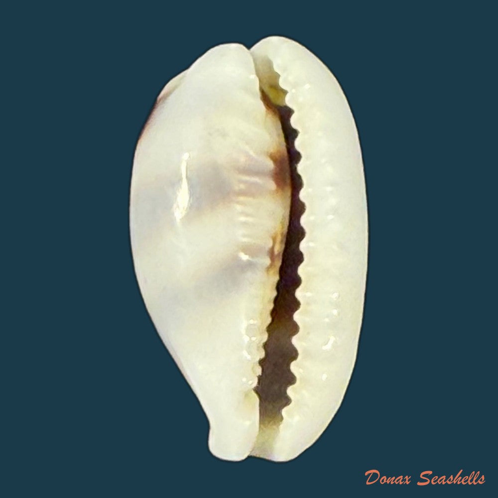 palmadusta-asellus-linnaeus-1758-15-1mm-copia-1