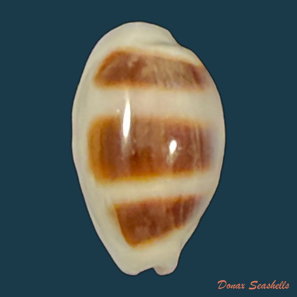 palmadusta-diluculum-reeve-1845-25-5mm-copia