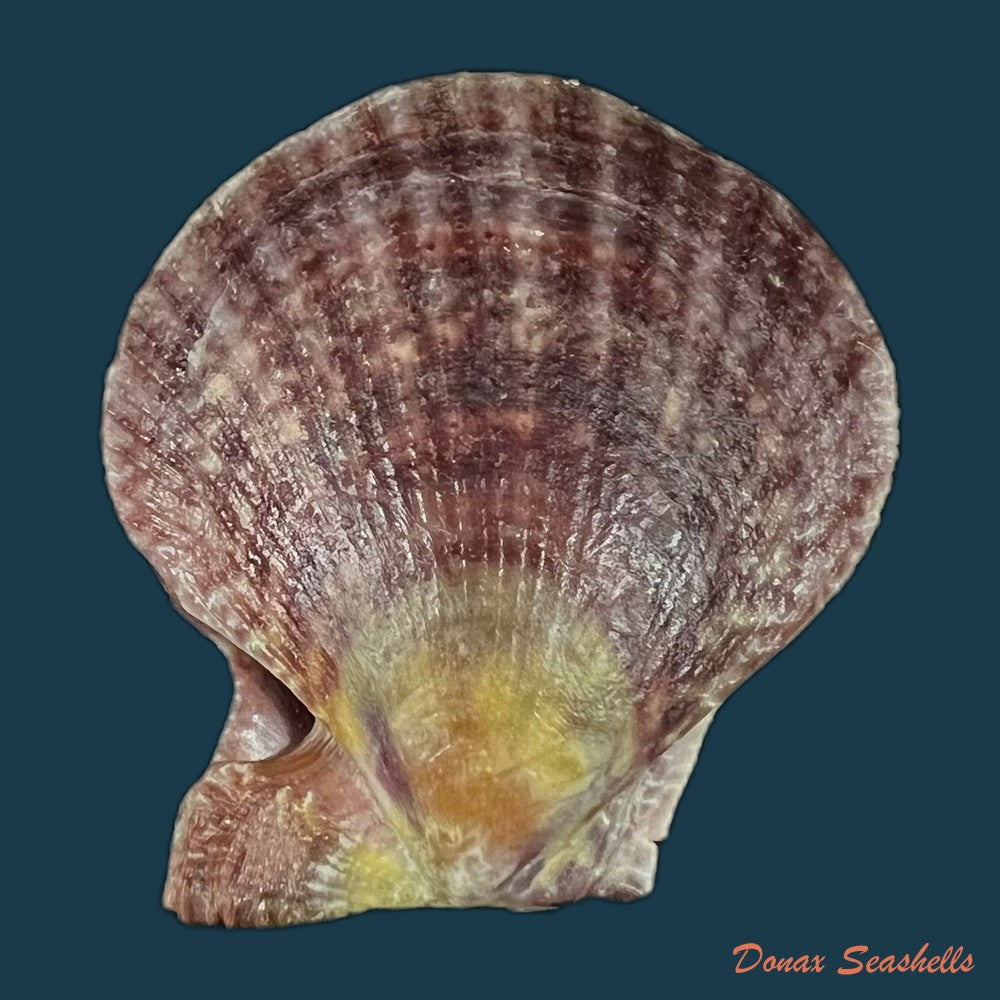 pecten-keppelianus-g-b-sowerby-iii-1905-57-9mm-copia