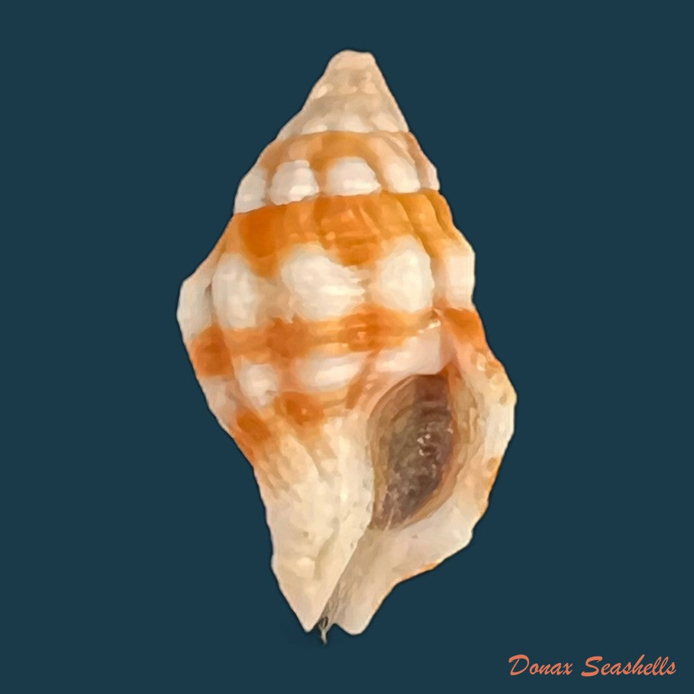 peristernia-forskalii-tapparone-canefri-1875-21-6mm-copia