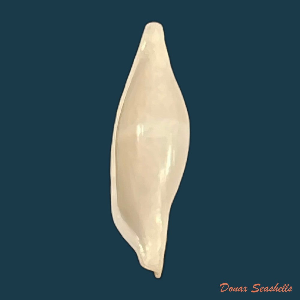 phenacovolva-barbieri-lorenz-fehse-2009-31-8mm-copia