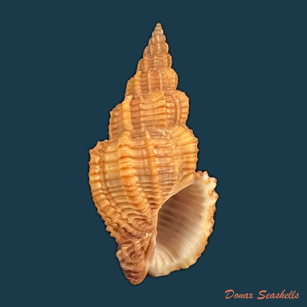 phos-senticosus-linnaeus-1758-35-7mm-copia