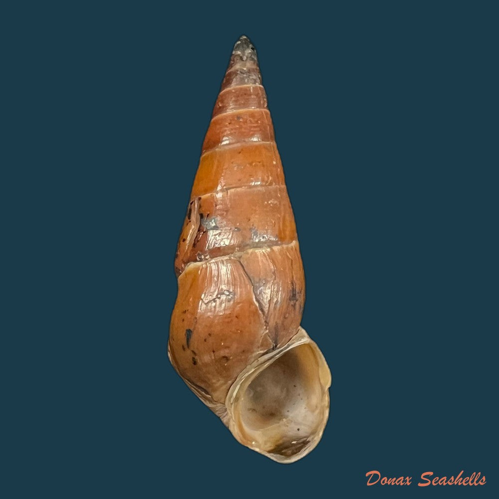 pirena-bicarinata-grateloup-1840-54-1mm-copia