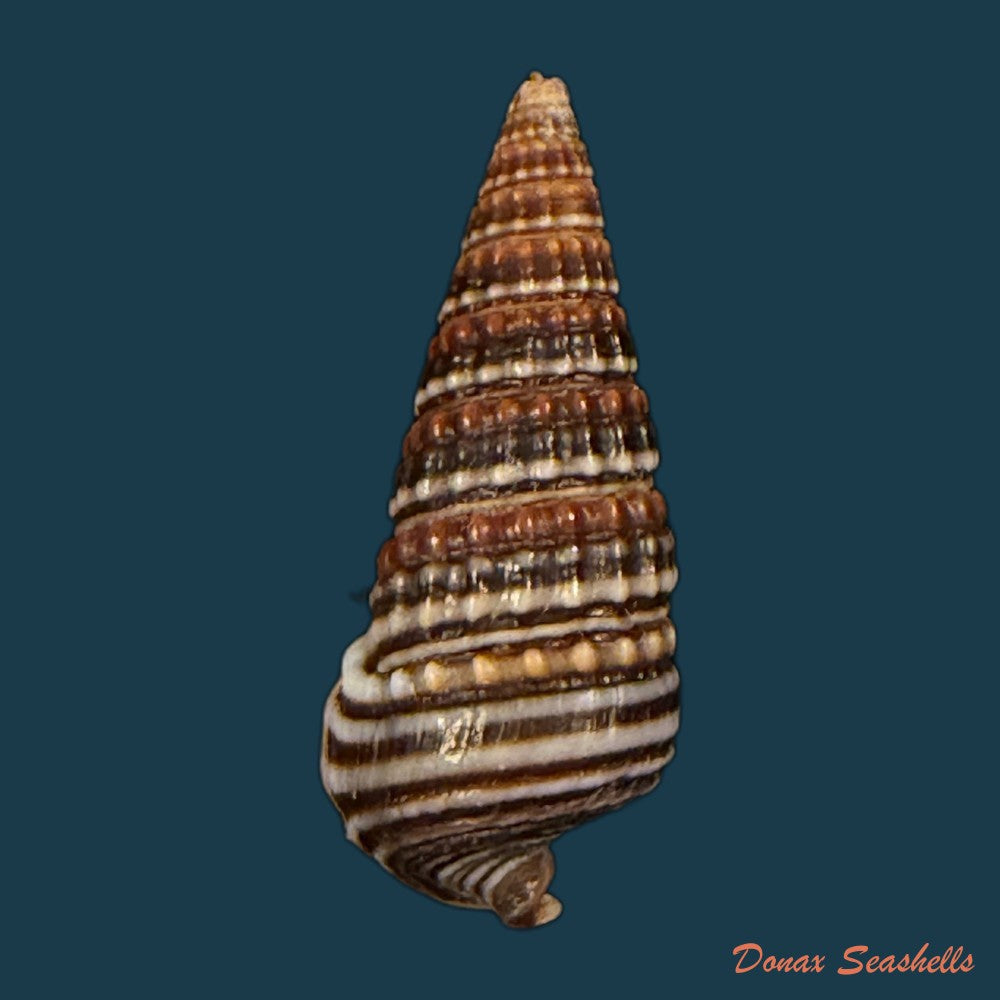 pirenella-cingulata-gmelin-1791-22-4mm-copia