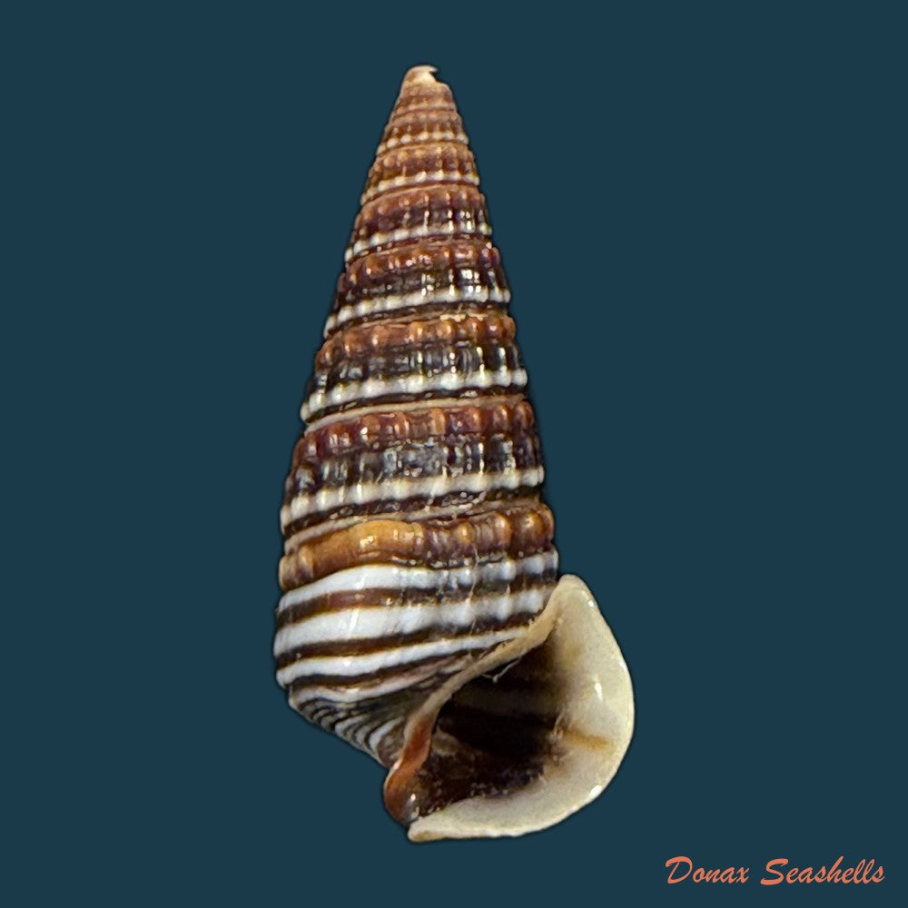 pirenella-cingulata-gmelin-1791-22-4mm-copia