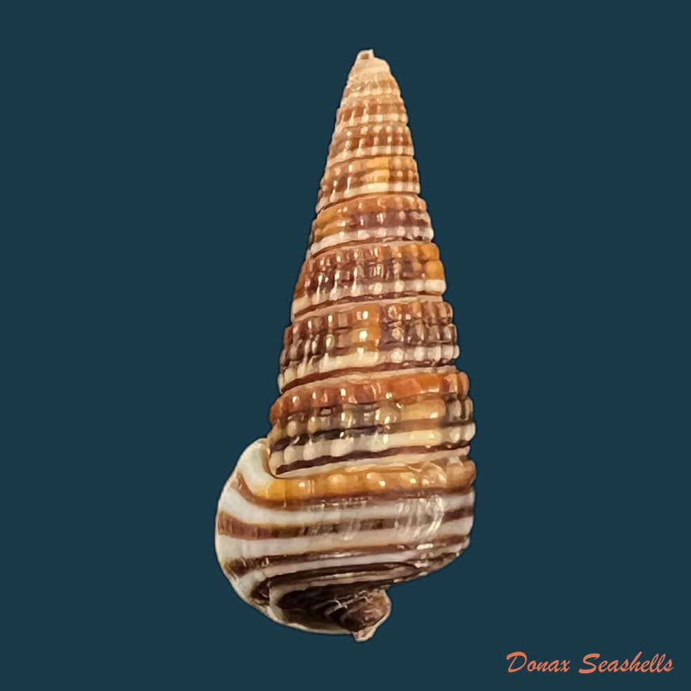 pirenella-cingulata-gmelin-1791-25-4mm-copia