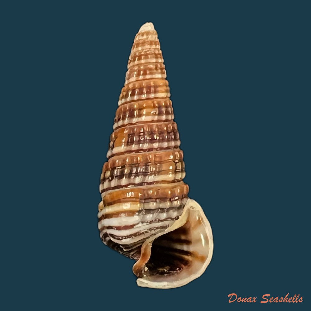 pirenella-cingulata-gmelin-1791-25-4mm-copia